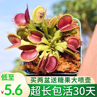 捕蠅草豬籠草食蟲草食人花驅蚊捕蚊植物種子苗桌面花卉小盆栽綠植
