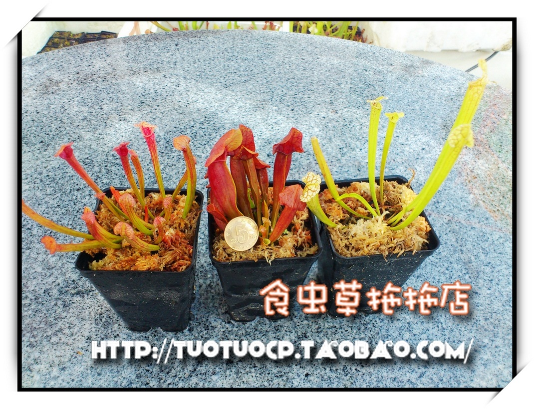 盆栽食虫植物瓶子草特惠套餐新手