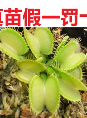 花市捕蝇草猪笼草超大捕蚊草盆栽