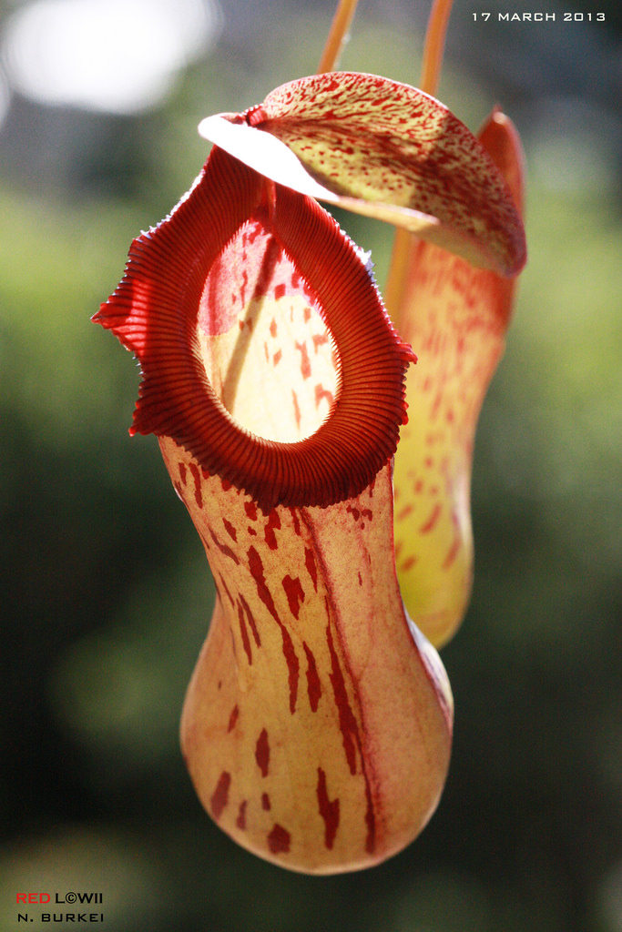 食虫植物-布凯猪笼草(N.burkei)高地入门练手品种超强适应力包邮