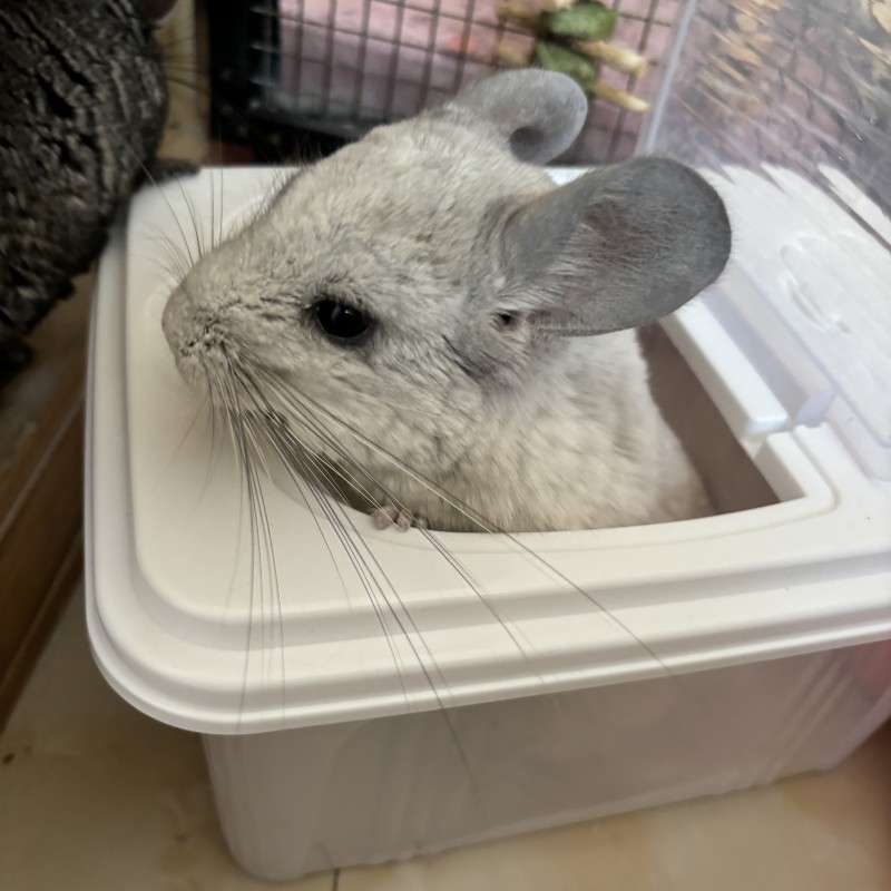 小七麻麻  龙猫浴沙火山灰专用杀菌洗澡粉龙猫洗澡浴室龙猫用品