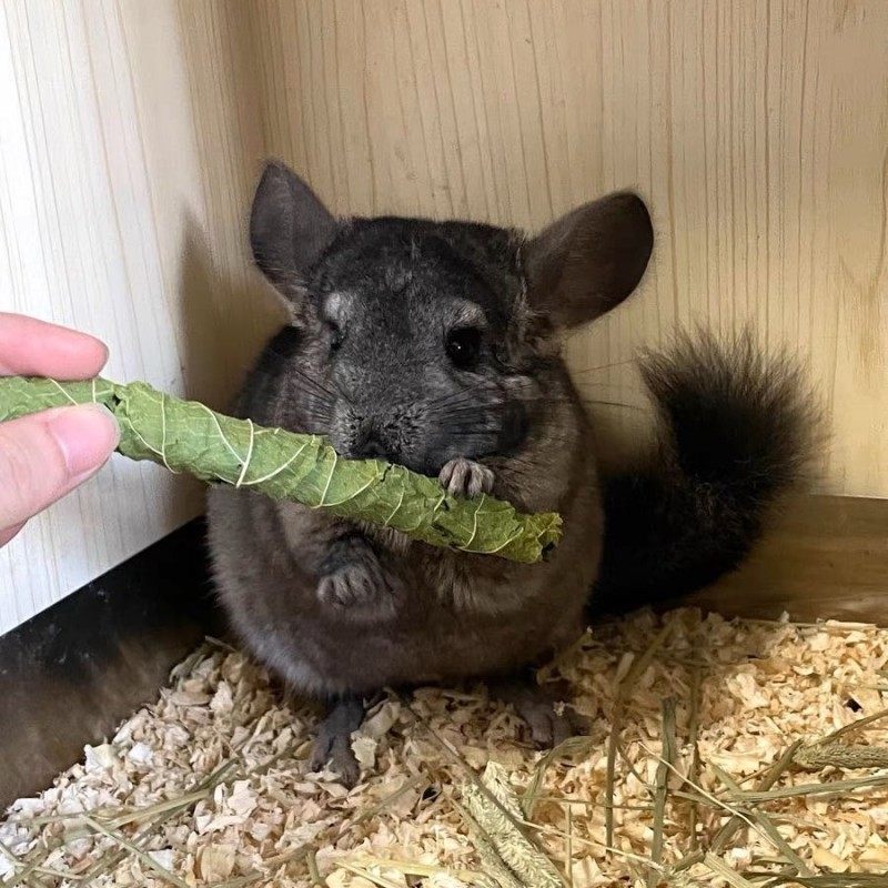 小七麻麻龙猫零食烘干桑叶卷干叶营养脆卷宠物兔子豚鼠荷兰猪干草,宠物/宠物食品及用品,鼠粮,淘宝优惠券,粉丝福利购,淘宝优惠卷