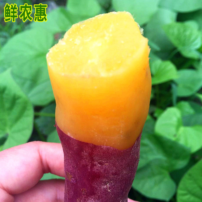 衢州小香薯5斤装大号现挖红薯新鲜地瓜板栗味番薯农家黄心蜜薯