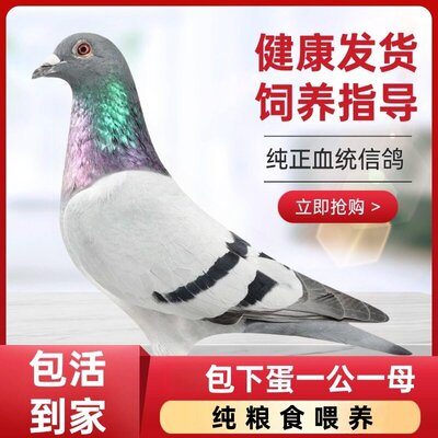 纯种元宝巨型白鸽白羽王种鸽子血统雨点小鸽招财鸽子小鸽子