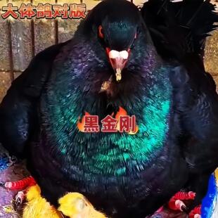元宝黑金刚血统鸽落地王种鸽子繁殖快 两头红巨鸽银王
