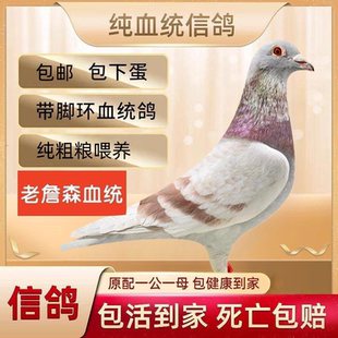 巨鸽招财大体蝴蝶背成绩纯种可养下蛋元宝鸽子白羽王活体