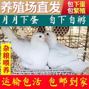 纯种种鸽雨点活体观赏鸽子招财蝴蝶花幼鸽可孵化下蛋巨型大鼻子