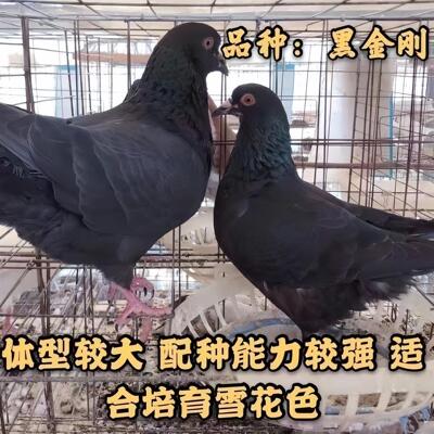 公母雨点纯种小鸽白羽王蝴蝶背种鸽子落地王活体落地王鸽瓦灰鸽