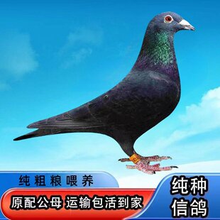 小鸽活体种鸽子成绩可养正宗大体两头乌种鸽成年鸽特优质鸽子