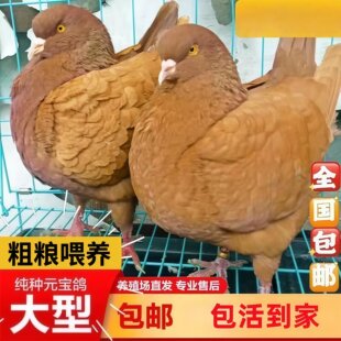 鸽子可孵化雨点活体纯种血统鸽可养元宝小鸽子家养原配瓦灰鸽