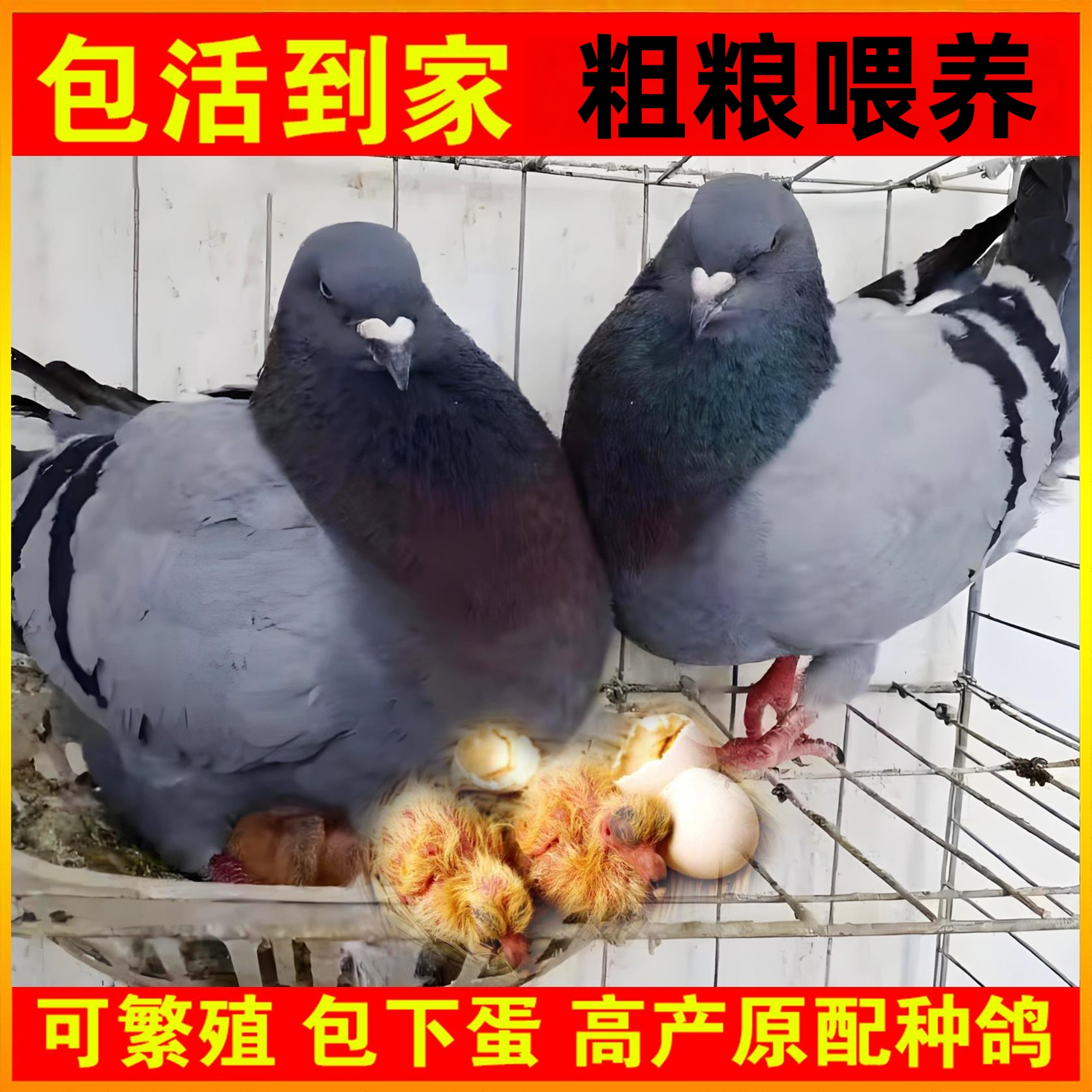 大体活王元宝一对一对鸽子鸽子下蛋肉鸽落地纯种落地鸽王鸽子活物