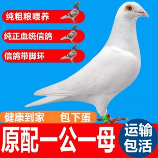 元宝红卡奴纯种鸽子雨点血统种鸽子白鸽黑金刚小鸽活体鸽蛋