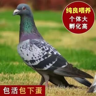 彩背鸽元宝血统鸽鸽子大鼻子繁殖活体纯种蝴蝶背小鸽子雨点