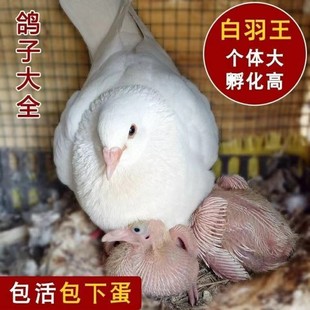青年鸽落地王下蛋肉鸽信鸽活物种鸽活体鸽子鸽子王鸽鸟一对鸽白羽