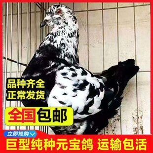 种鸽子元宝繁殖活体鸽子招财特大特优质落地王鸽纯正原配黄卡奴