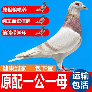 活物活体元宝大体鸽子小鸽公母繁殖繁殖快 家养鸽蛋两头乌