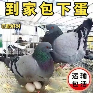 巨鸽落地王鸽活苗活体纯种白羽王鸽子元宝正宗可孵化雨点
