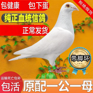 鸽子雨点活体幼鸽黄卡奴落地王青年鸽银王元宝落地王鸽