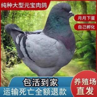 元宝鸽纯种青年白鸽可养成年鸽特大原配活物正宗繁殖红狐狸