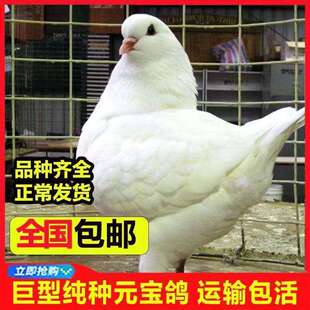 活体公棚繁殖快 纯种繁殖观赏鸽子雨点元宝白鸽子异色