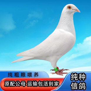 蝴蝶背到家巨型雨点家养白羽王特大元宝活体信鸽黑金刚