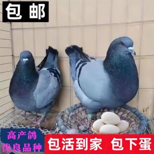 活苗元宝活体宠物灰色鸽子纯种招财元宝信鸽血统落地王鸽