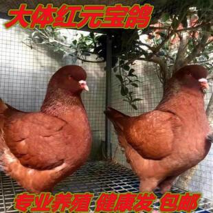 鸽子活体雨点白鸽肉鸽子到家成年黑金刚大体异色纯种原配下蛋