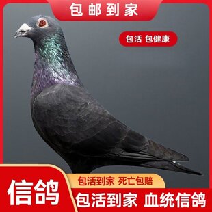 雨点青年鸽蝴蝶花元宝活苗可养鸽子米玛斯繁殖特优质观赏鸽