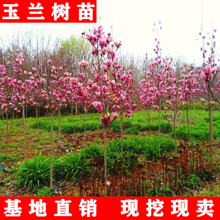 绿化苗木广玉兰树苗紫玉兰小苗红