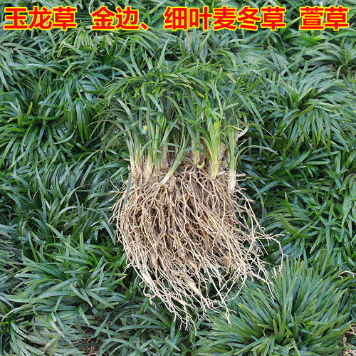 矮麦冬草庭院绿化正宗玉龙草小型矮生麦冬苗四季青植物长叶麦冬草