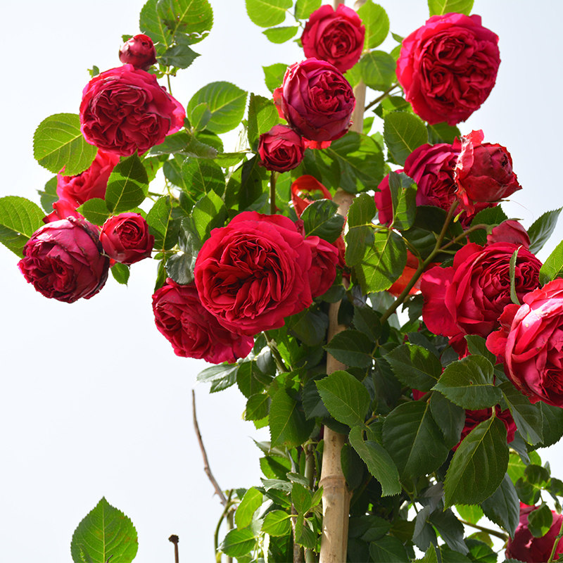 【红龙】藤本月季花苗特大花蔷薇花苗爬藤盆栽四季开花爬墙植物