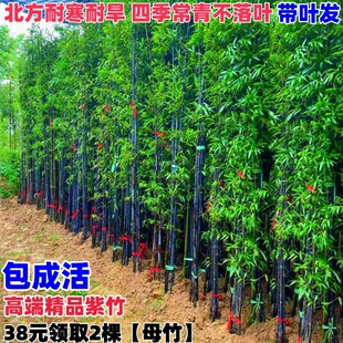 正宗紫竹苗庭院植物全冠不修剪竹子苗罗汉竹地栽盆栽北方户外耐寒