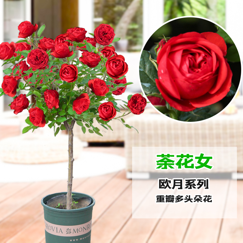 开花茶玫瑰花苗多少钱 开花茶玫瑰花苗优惠券免费领取 有条鱼