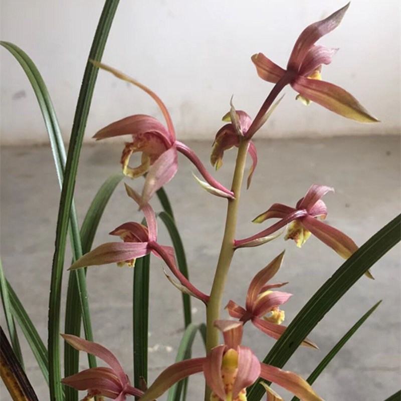 随州蕙兰浓香型九头九节兰花苗兰草春兰花卉盆栽四季自然绿植盆景