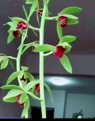 浓香型蕙兰 带花苞九头兰 春兰 花卉绿植物 随州兰花苗盆景易成活