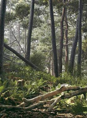 56个森林中树枝 树干 树墩 石头C4D模型3D渲染设计素材3dmax/maya