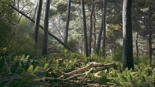 石头C4D模型3D渲染设计素材3dmax 树墩 maya 树干 56个森林中树枝