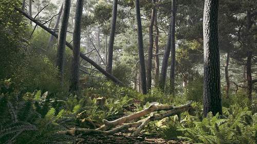 56个森林中树枝 树干 树墩 石头C4D模型3D渲染设计素材3dmax/maya