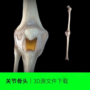 关节骨头筋膜3D三维模型素材文件下载OBJ blender建模454 FBX