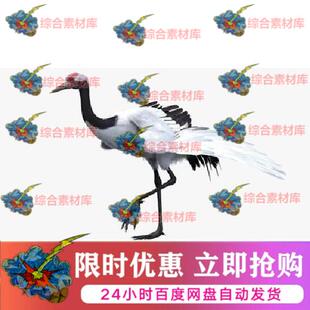 turbosquid影视3d模型丹顶鹤三维cg鸟类动物素材