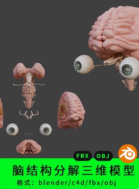 脑子脑干结构三维模型3d素材blender/c4d/fbx/obj拆解内部结构