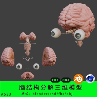 fbx obj拆解內部結構 c4d 腦子腦干結構三維模型3d素材blender