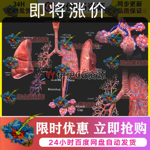 3D模型FBX医学结构解剖肺部解刨呼吸系统LUNGS人体器官PBR材质