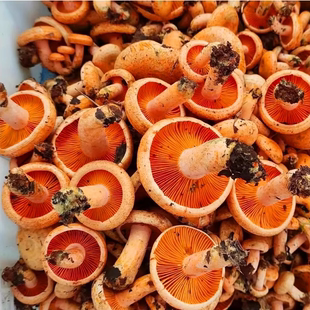 野生枞树菇乌枞菌三九菇寒菌枞树菌松树菌雁鹅树菇松菌重阳菌野菌