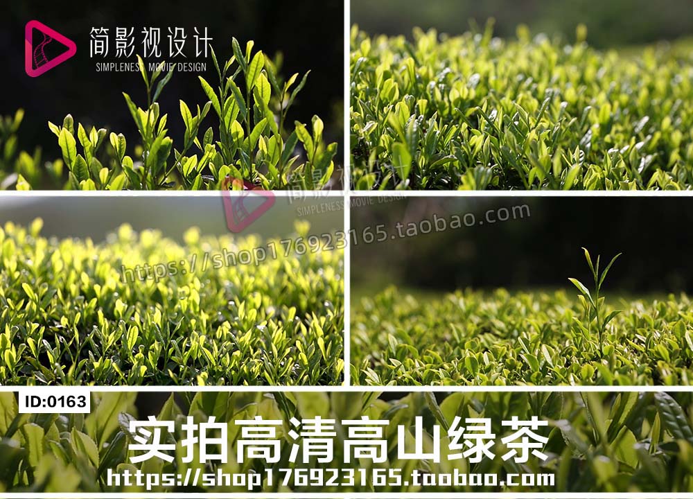 高山绿茶茶山茶叶嫩芽茶园早茶绿色春茶文化宣传高清素材视频