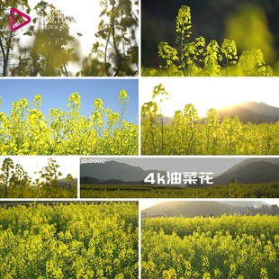 田野花开农村风景浏览观看旅游踏青 油菜花视频素材春季