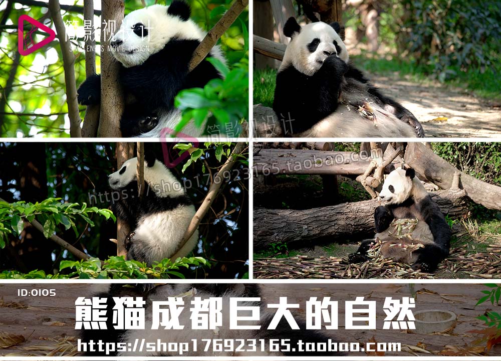 4K中国国宝可爱大熊猫吃新鲜竹子竹叶唯美镜头高清实拍视频素材