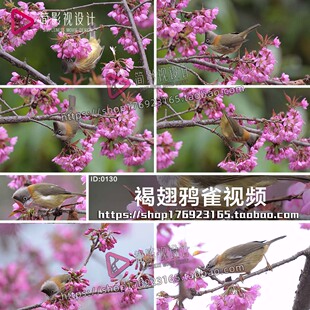 4K生态湿地公园昆虫鸟类植物褐翅鸦雀鸟类树枝上的特写视频素材