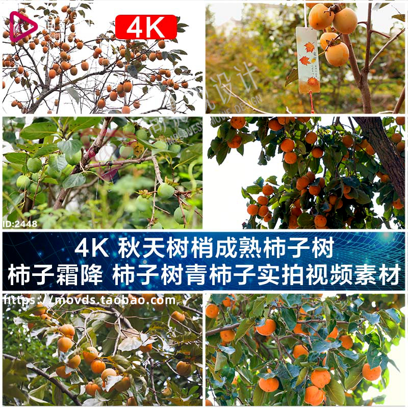 4K 秋天树梢成熟柿子树 柿子霜降 柿子树青柿子实拍视频素材