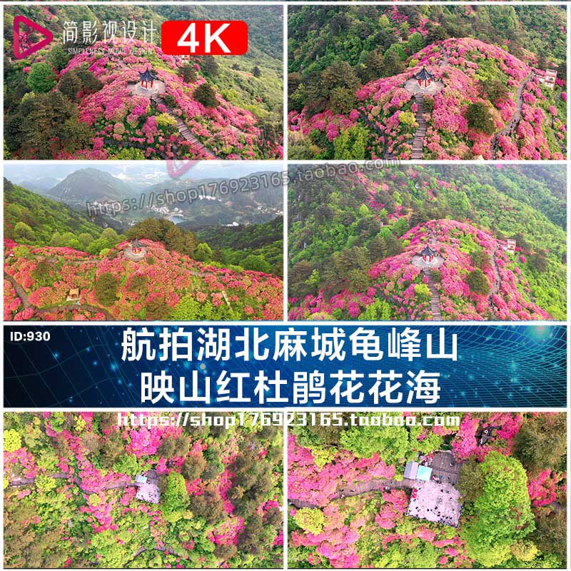 4k航拍湖北麻城龟峰山映山红杜鹃花花海短视频素材